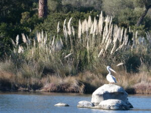 Pelican harris porto-vecchio sorties groupe nature plaisir convivialité